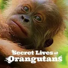 《红毛猩猩的秘密生活》：镜头下的温情，揭秘丛林萌物的生存智慧与感动瞬间！